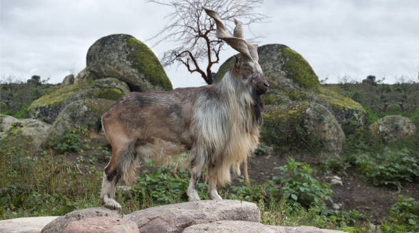 istock male Turkmenian markhor 909574116