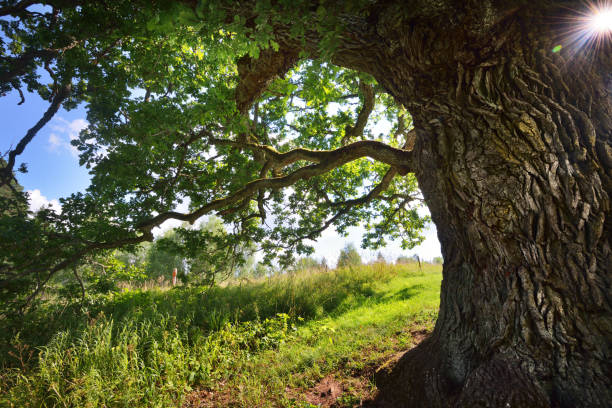 istock Old oak tree in Kvepene, Latvia 909575800