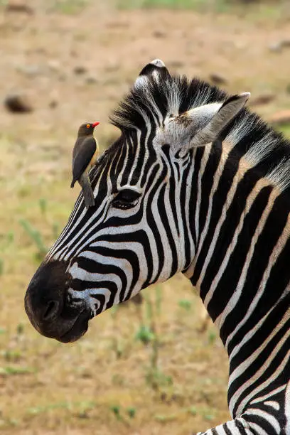 Portrait of a zebra head with a redbilled oxpecker