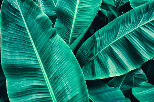 istock tropical banana palm leaf 909578324