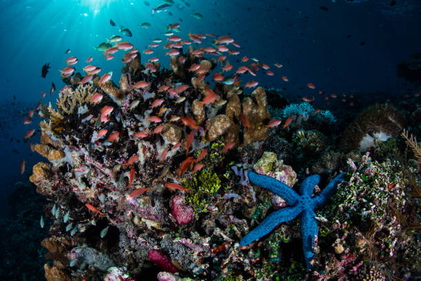 istock Colorful Fish and Reef Invertebrates 909578840
