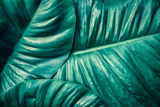 istock tropical palm leaf, dark green toned 909579276