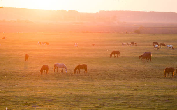 istock Horses and cows on meadow 909579324