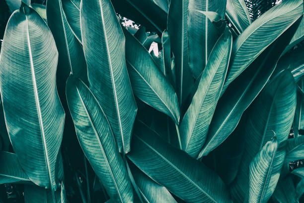 istock tropical palm leaf, dark green toned 909582166