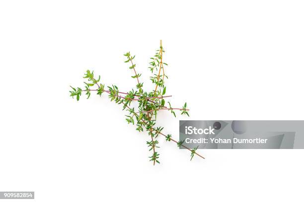 Fresh Branches With Leaves Of Organic Thyme Seen From Above Isolated On A White Background Stock Photo - Download Image Now