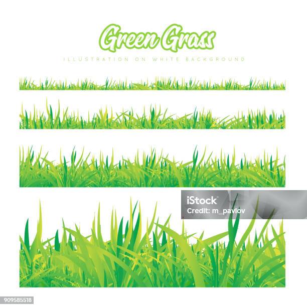 Green Grass Of Different Heights Stock Illustration - Download Image Now - Grass, Textured, Flower