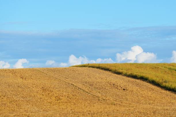 istock Field in the countryside area 909585616