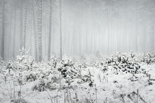 Winter wonderland in a snowy pine forest