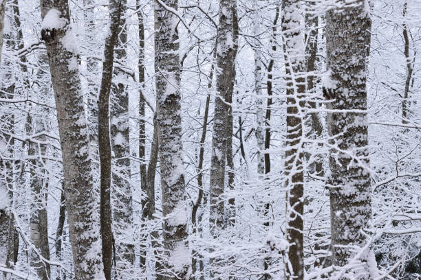 istock Winter wonderland in a snowy forest 909585780