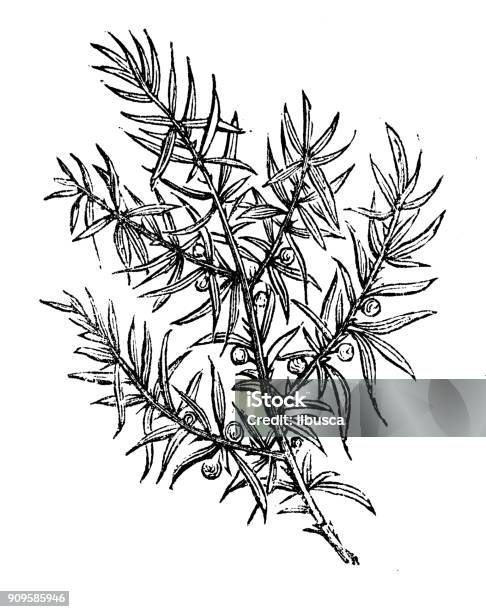 Antique Illustration Of Plants Juniper Stock Illustration - Download Image Now - Juniper Tree, Engraving, Black And White