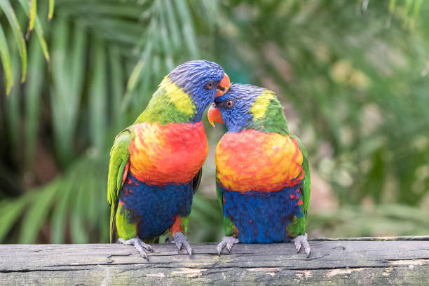 rainbow lorikeet, beautiful parrots rainbow lorikeet, beautiful parrots perched on a branch rainbow lorikeet photos stock pictures, royalty-free photos & images