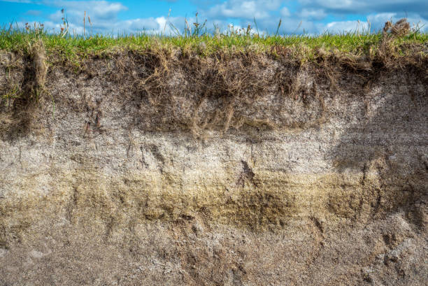 песчаная почва поперечное сечение - under the surface стоковые фото и изображения