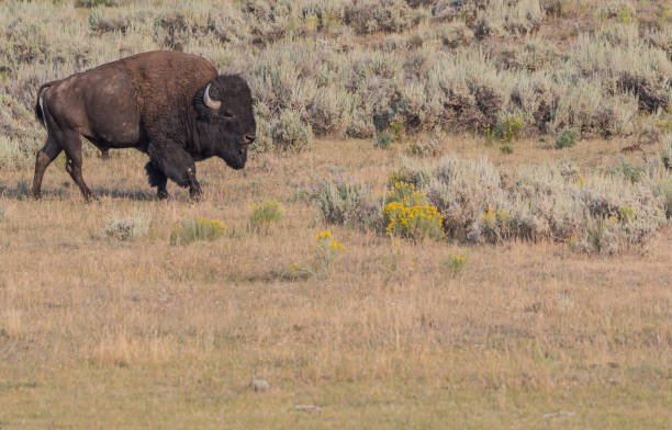 istock Buffalo Walks Through Dry Field 909586922
