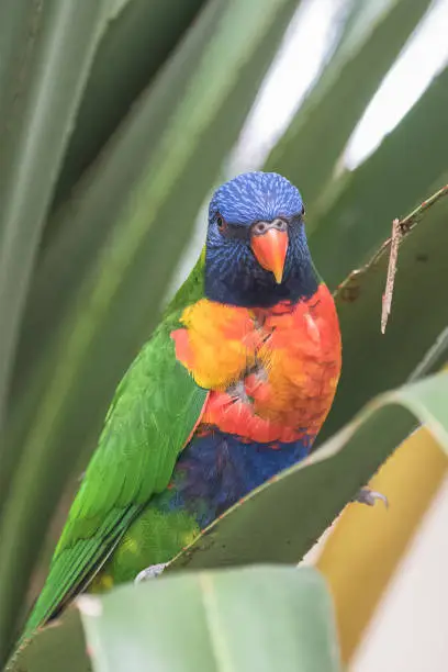 Photo of rainbow lorikeet, beautiful parrot