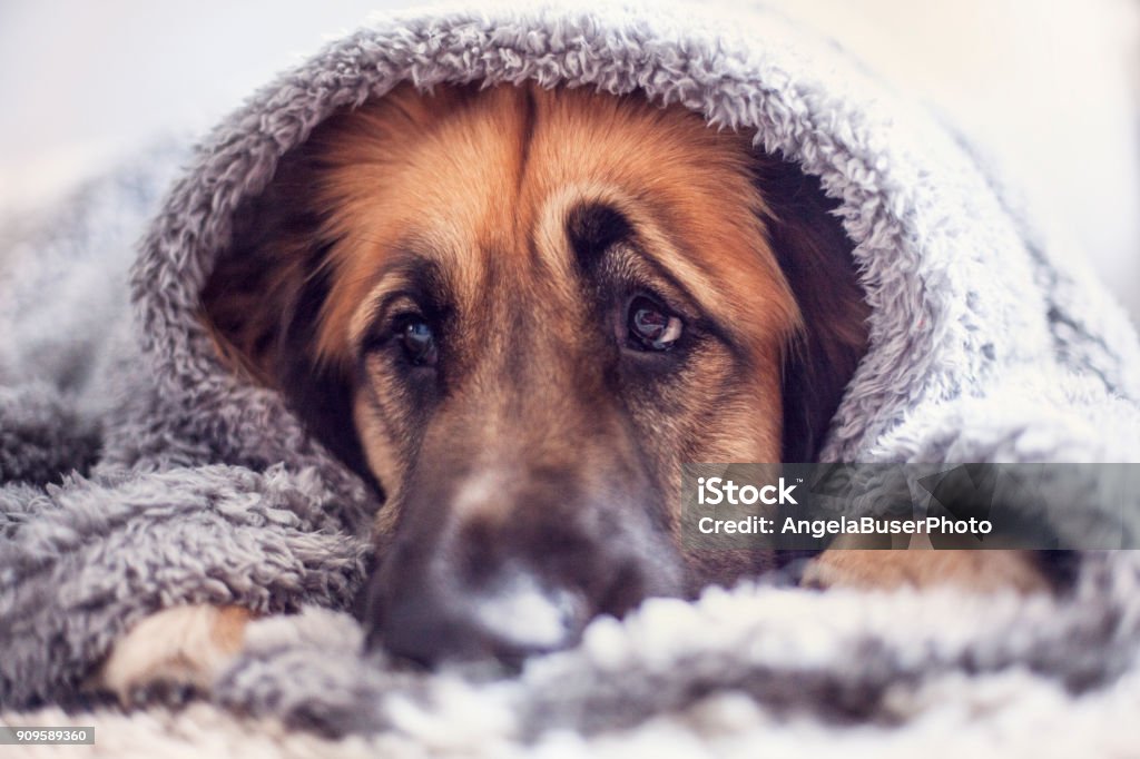 Cute leonberger dog Cute leonberger dog lying under the blankets Dog Stock Photo