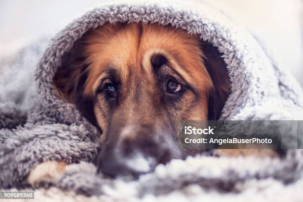 Cute Leonberger Dog Stock Photo - Download Image Now - Dog, Hiding, Eye