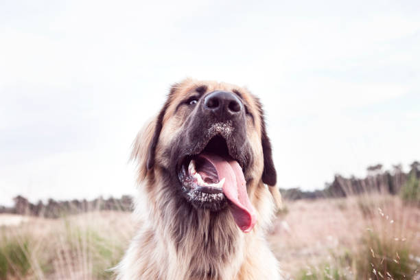 istock Leonberger dog tongue 909589788
