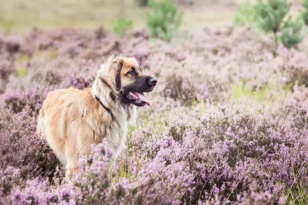 Leonberger dog standing in the heather