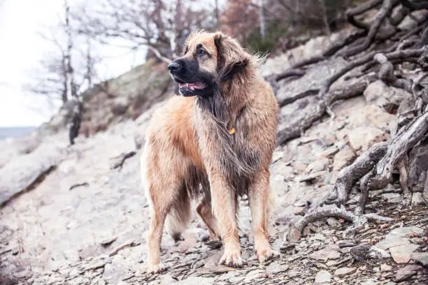 Leonberger dog standing on a stone hill
