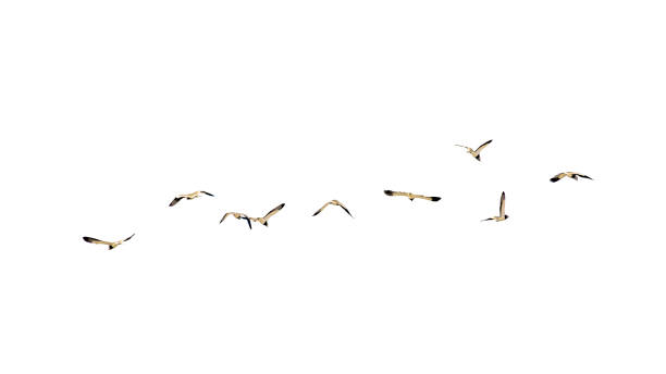 istock Group of Seagulls Isolated Photo 909590510