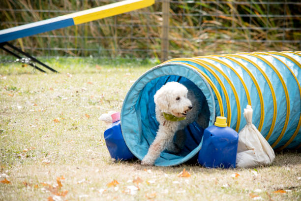 istock Poodle tube 909591760
