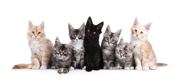 istock Row of seven Maine Coons facing camera isolated on white background 909591956