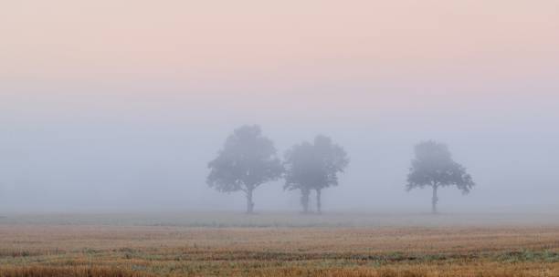 istock trees in the field in very strong fog 909596850