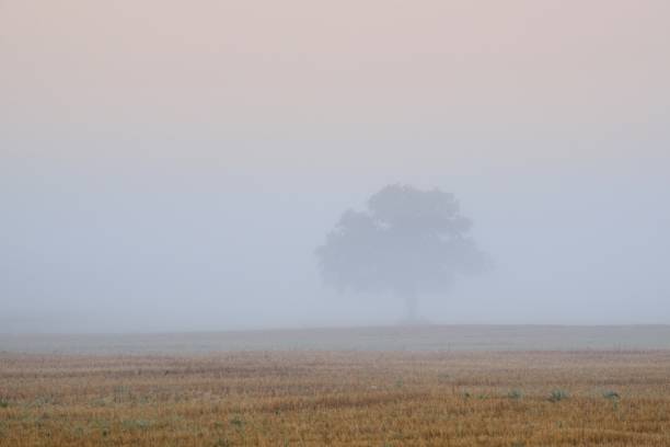 istock lonely tree in the field in very strong fog 909596860
