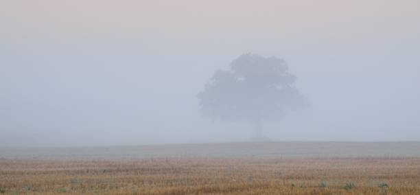 istock lonely tree in the field in very strong fog 909596894