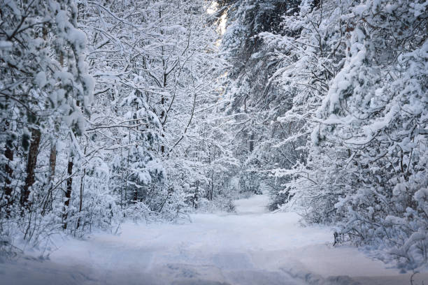 istock Rural road through a winter wonderland in a deciduous forest 909596904