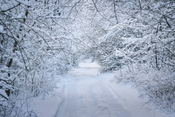 istock Rural road through a winter wonderland in a deciduous forest 909596916