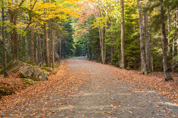 istock Leaf Covered Carriage Road in Acadia 909597434