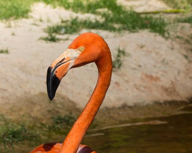 istock Close-Up : Orange  Flamingos Standing In Pond 909597736