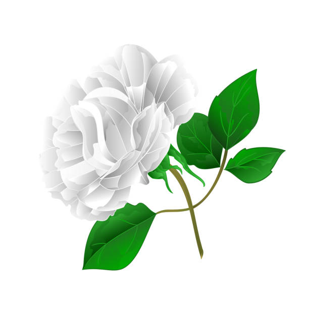 istock Rose white and leaves on a white background vintage vector illustration editable 909599318