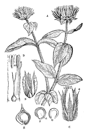 Antique illustration of plants: Gomphrena globosa (globe amaranth, makhmali, vadamalli)