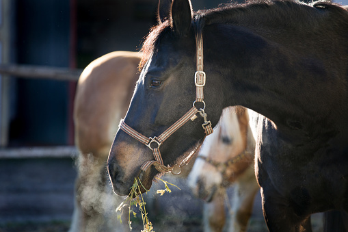 Portrait of beautiful black horse eating hay on farm with other one in background