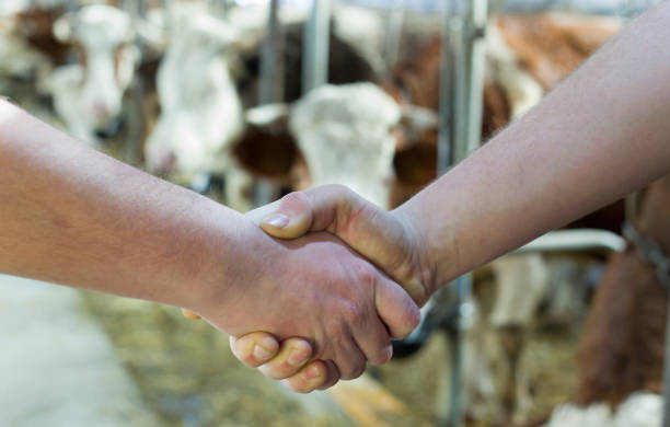 istock Two farmers shaking hands on farm 909605570