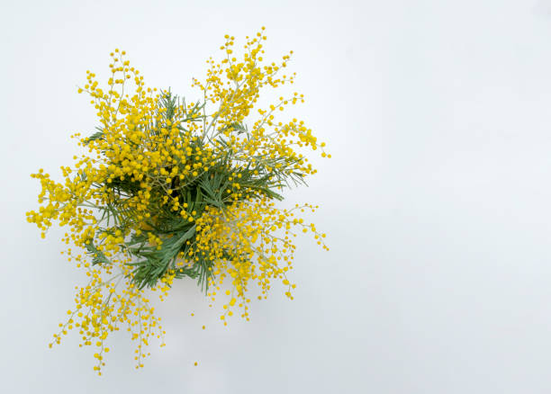 istock Mimosa flowers on white background 909605992