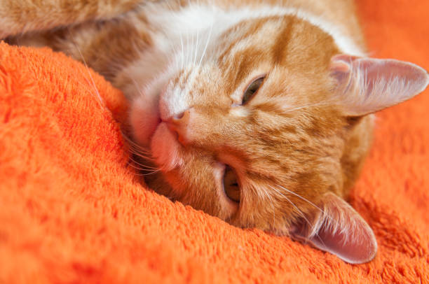 istock red cat close up sweetly sleeping 909606216