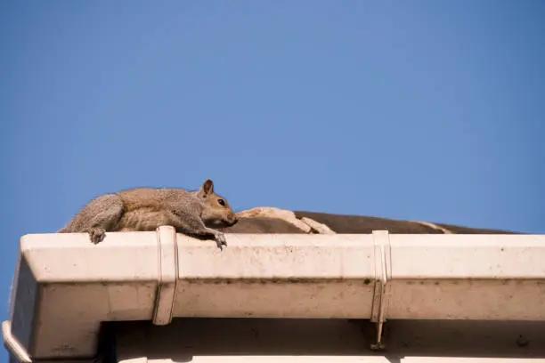 Photo of Squirells on the Rooftop