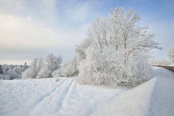 istock Tracks on a snow covered field with deciduous trees in rime 909609194