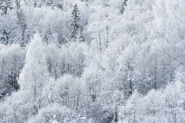 istock Aerial view of snow and rime covered trees 909609202