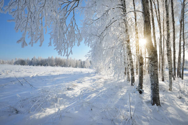 istock Birch trees in rime on a clear winter day 909609244