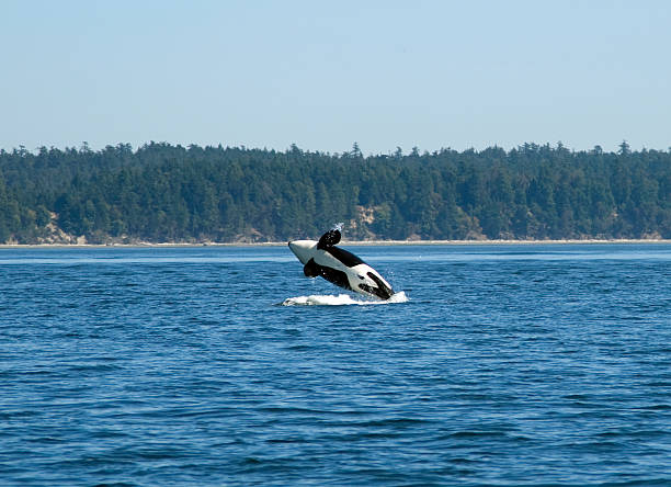 Ballena Orca salto - foto de stock