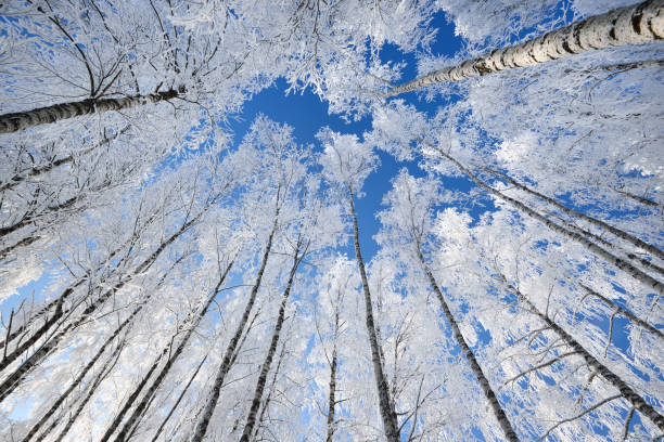 istock Birch trees in rime on a clear winter day 909609256