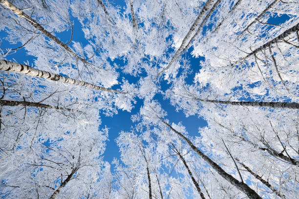 istock Birch trees in rime on a clear winter day 909609258