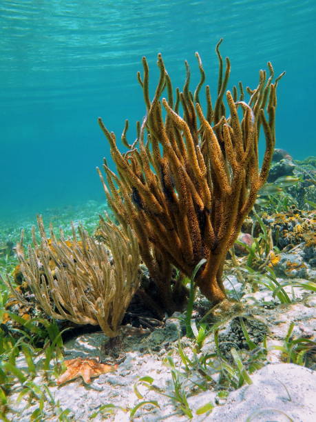 istock Rod corals in caribbean sea 909609668