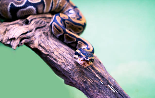 Green Balll Python 140+ Green Ball Python Stock Photos, Pictures & Royalty-Free Images ...