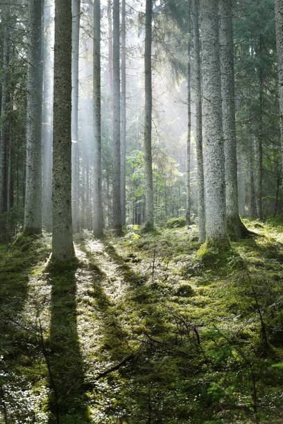 istock Sun rays in a fog in the forest. Latvia 909612854