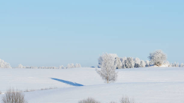 istock Lonely birch tree on a snowcovered field surrounded by forest 909612884
